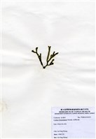 藏品(臺灣松藻)的圖片